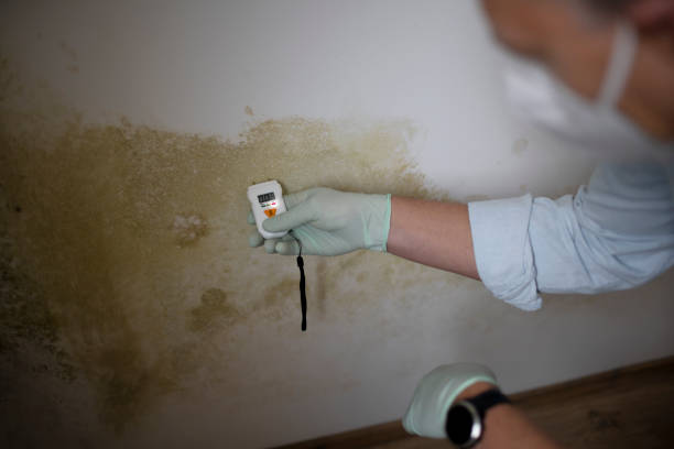 Best White Mold Remediation in Clayton, AL