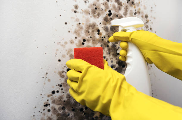Best Residential Mold Remediation in Clayton, AL