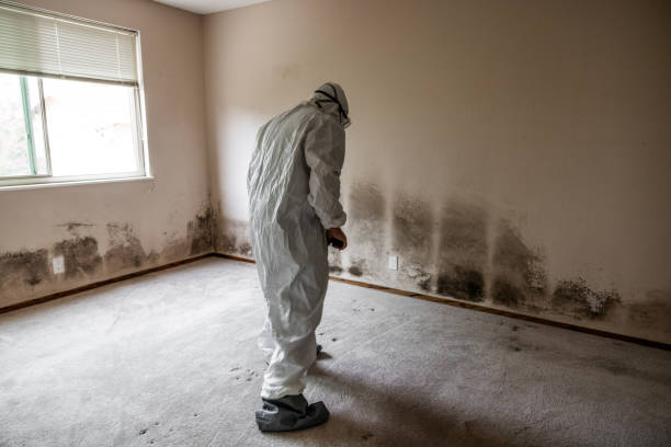 Best Commercial Mold Remediation in Clayton, AL
